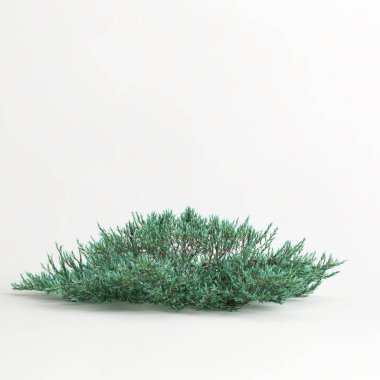 3d illustration of juniperus horizontalis tree isolated on white background