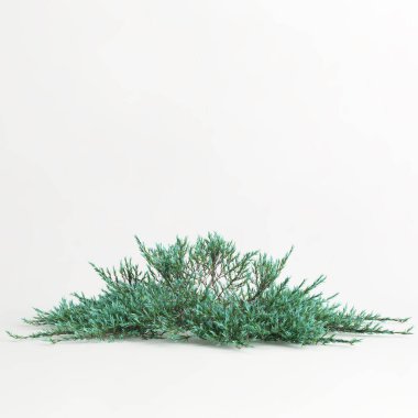 3d illustration of juniperus horizontalis tree isolated on white background