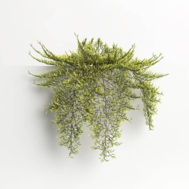 3d illustration of juniperus horizontalis golden carpet tree isolated on white background