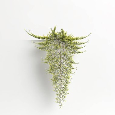 3d illustration of juniperus horizontalis golden carpet tree isolated on white background