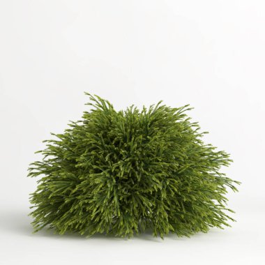 3d illustration of cryptomeria japonica globosa nana tree isolated on white background