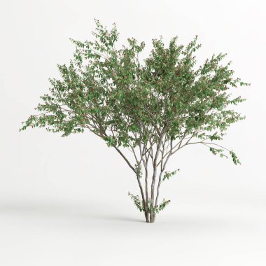 3d illustration of eugenia uniflora tree isolated on white background