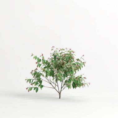 3d illustration of eugenia uniflora tree isolated on white background