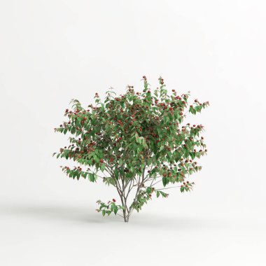 3d illustration of eugenia uniflora tree isolated on white background