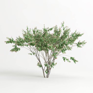 3d illustration of eugenia uniflora tree isolated on white background