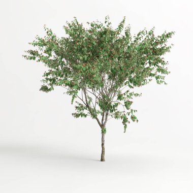 3d illustration of eugenia uniflora tree isolated on white background