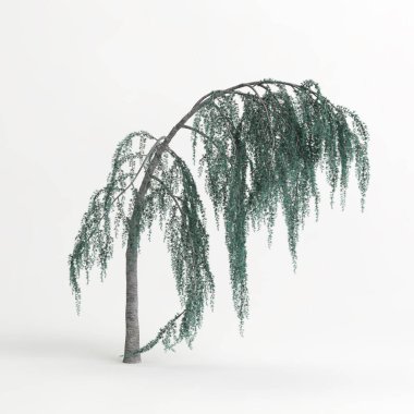 3d illustration of cedrus atlantica glauca pendula tree isolated on white background