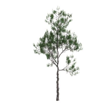 3d illustration of pinus dalatensis tree isolated on white background