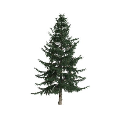 3d illustration of picea abies tree isolated on white background