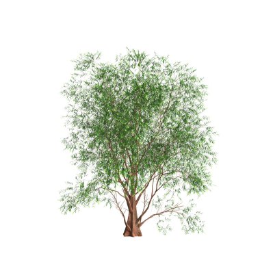 3d illustration of metasequoia glyptostroboides tree isolated on white background