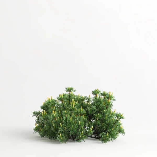 Illustration Pinus Mugo Tree Isolated White Background — Stock Photo, Image