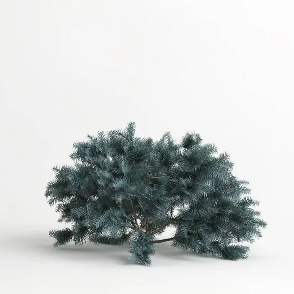 3d illustration of picea pungens glauca globosa tree isolated on white background