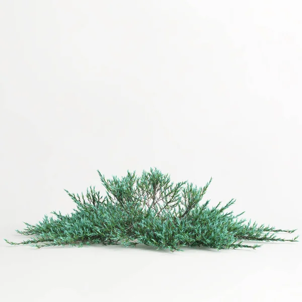 3d illustration of juniperus horizontalis tree isolated on white background