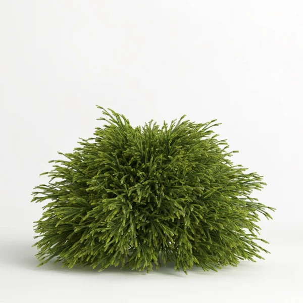 3d illustration of cryptomeria japonica globosa nana tree isolated on white background