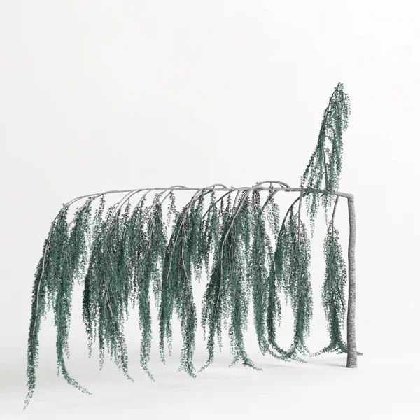 Illustration Cedrus Atlantica Glauca Pendula Tree Isolated White Background — Stockfoto