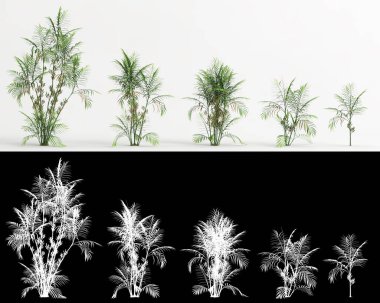 3d illustration of set Chamaedorea costaricana tree isolated on white and its mask