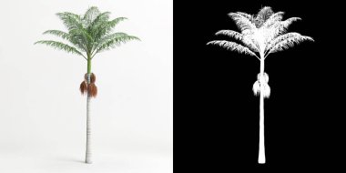 3d illustration of Archontophoenix alexandrae tree isolated on white and its mask