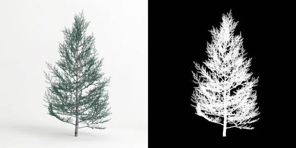 Illustration Cedrus Atlantica Glauca Fastigiata Tree Isolated White Its Mask — 스톡 사진