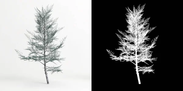 Illustration Cedrus Atlantica Glauca Fastigiata Tree Isolated White Its Mask — 스톡 사진