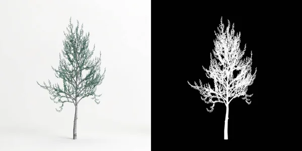 Illustration Cedrus Atlantica Glauca Fastigiata Tree Isolated White Its Mask —  Fotos de Stock