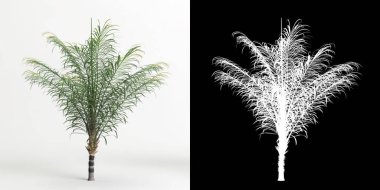 3d illustration of Bactris gasipaes tree isolated on white and its mask