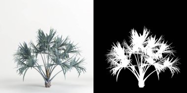 3d illustration of Bismarckia nobilis tree isolated on white and its mask