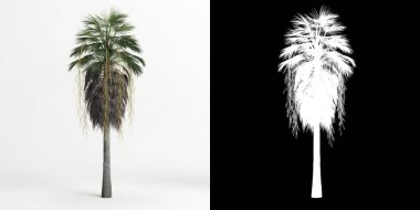 3d illustration of Brahea armata tree isolated on white and its mask