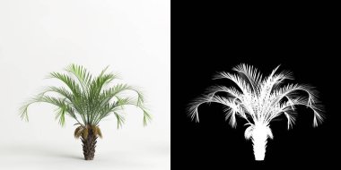 3d illustration of Butia capitata tree isolated on white and its mask