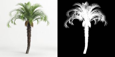 3d illustration of Butia capitata tree isolated on white and its mask