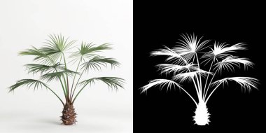 3d illustration of Brahea armata tree isolated on white and its mask