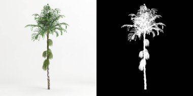 3d illustration of Caryota mitis tree isolated on white and its mask