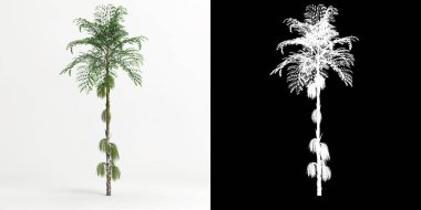3d illustration of Caryota mitis tree isolated on white and its mask