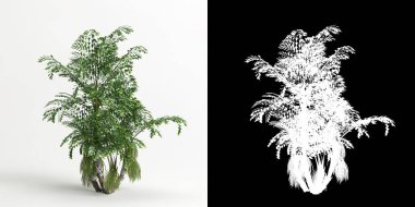 3d illustration of Caryota mitis tree isolated on white and its mask
