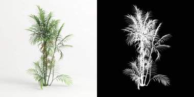 3d illustration of Chamaedorea costaricana isolated on white and its mask