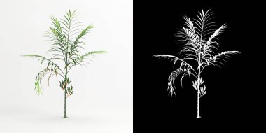 3d illustration of Chamaedorea costaricana isolated on white and its mask