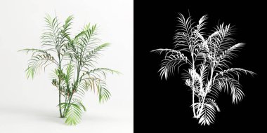 3d illustration of Chamaedorea costaricana isolated on white and its mask