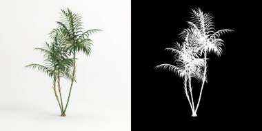 3d illustration of Chamaedorea elegans tree isolated on white and its mask