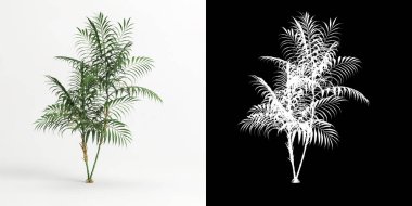 3d illustration of Chamaedorea elegans tree isolated on white and its mask