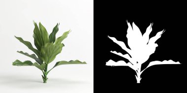 3d illustration of Chamaedorea metallica tree isolated on white and its mask