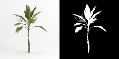 3d illustration of Chamaedorea metallica tree isolated on white and its mask