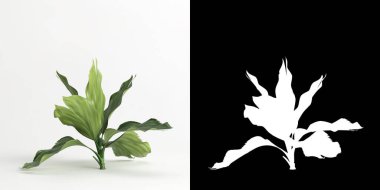 3d illustration of Chamaedorea metallica tree isolated on white and its mask