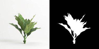 3d illustration of Chamaedorea metallica tree isolated on white and its mask