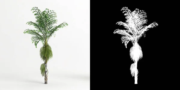 Illustration Caryota Mitis Tree Isolated White Its Mask —  Fotos de Stock