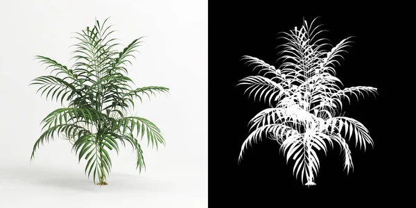 Illustration Chamaedorea Elegans Tree Isolated White Its Mask —  Fotos de Stock