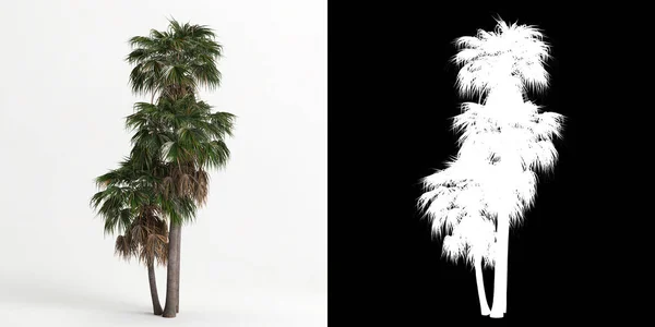 Illustration Washingtonia Robusta Tree Isolated White Its Mask — 图库照片