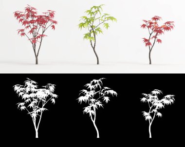 Beyaz üzerine izole edilmiş Acer palmatum ağacının 3d çizimi ve maskesi