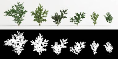 Beyaz üzerine izole edilmiş 3 boyutlu kuşkonmaz retrofraktus ağacı ve maskesi.