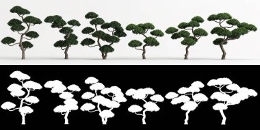 Ilex cornuta bonsai 'nin beyaz üzerine izole edilmiş 3D çizimi ve maskesi