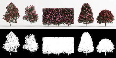 Beyaz üzerine izole edilmiş kamelya sasanqua çiçeği ve maskesinin 3D çizimi