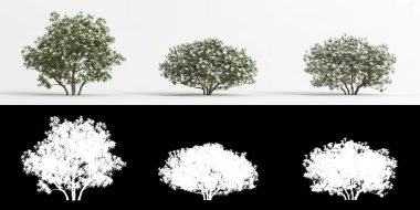 Rododendron pulchrum 'un beyaz çiçeği ve maskesinin 3 boyutlu çizimi